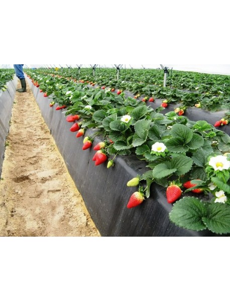 Albion Çilek Fidesi x10'lu Demet ÜCRETSİZ KARGO 