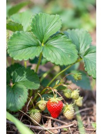 Albion Çilek Fidesi x10'lu Demet ÜCRETSİZ KARGO 