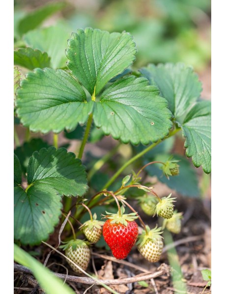 Albion Çilek Fidesi x10'lu Demet ÜCRETSİZ KARGO 