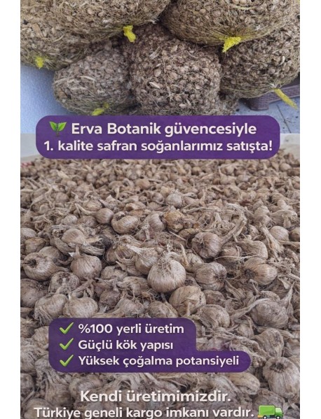 Safranbolu Safran Soğanı Büyük Boy Adetli Satış 1 KG