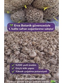 Safranbolu Safran Soğanı Büyük Boy Adetli Satış 1 KG