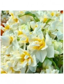 Avalanche Nergis Soğanı (Yoğun Kokulu) – Narcisus 100 ADET  