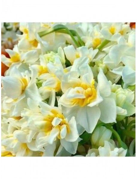 Karaburun Nergis Soğanı Yogun Kokulu 40 Adet