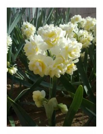 Canaliculatus nergis soğanı hoş kokulu 10 ADET 