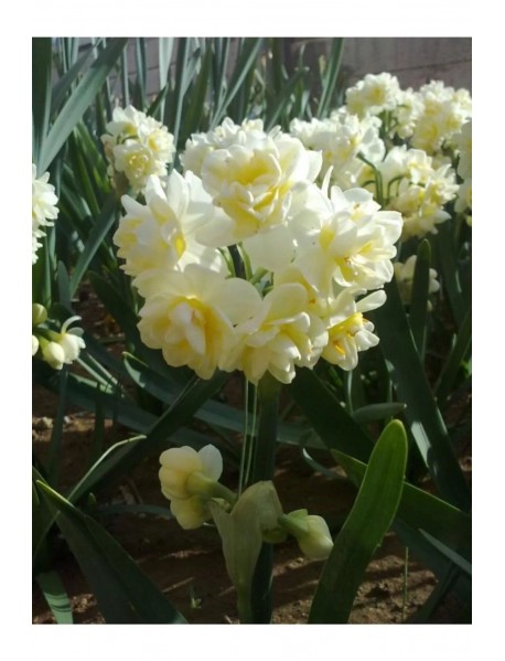 Avalanche Nergis Soğanı (Yoğun Kokulu) – Narcisus 10 ADET  