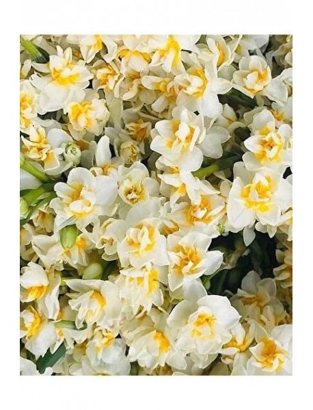 White Leon Nergis Soğanı (100 adet)