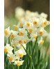 Avalanche Nergis Soğanı (Yoğun Kokulu) – Narcisus 50 ADET  
