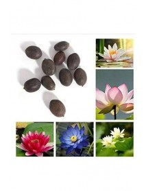 10 ADET NİLÜFER LOTUS ÇİÇEĞİ TOHUMU