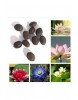 10 ADET NİLÜFER LOTUS ÇİÇEĞİ TOHUMU