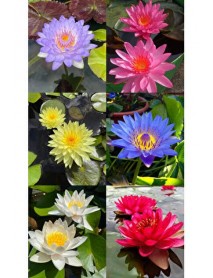 7 Adet Karışık Renklerde Lotus (Nilüfer) Çiçeği Tohumu ÜCRETSİZ KARGO