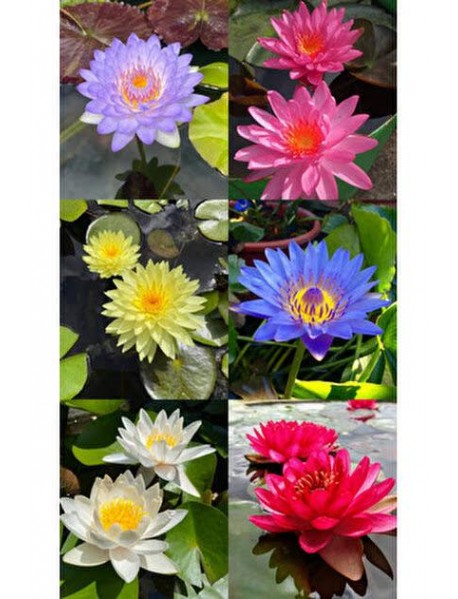 Lotus Çiçeği Tohumu - Kutsal Lotus - Nelumbo nucifera 20 ADET Lotus Çiçeği Tohumu - Kutsal Lotus - Nelumbo nucifera 20 ADET