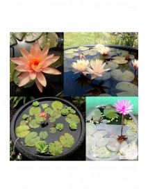 Kutsal lotus tohumu nelumbo nucifera pembe çiçekli kokulu 10 ADET 