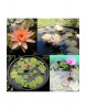 Kutsal lotus tohumu nelumbo nucifera pembe çiçekli kokulu 10 ADET 