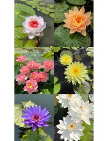  10 Adet Tohum Lotus Çiçeği Karışık Japon Su Zambağı Kase Lotus Çiçek Yaz Çiçeği Lotus Tohumu 