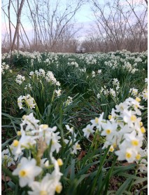 Canaliculatus nergis soğanı hoş kokulu 10 ADET 