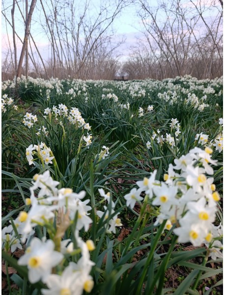  Katmerli İthal Nergis Çiçeği Soğanı Kokulu 20 Adet