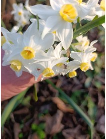 Avalanche Nergis Soğanı (Yoğun Kokulu) – Narcisus 20  ADET 