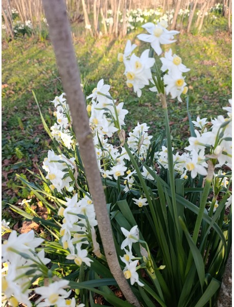 White Lion (Kokulu-Katmerli) Nergis Soğanı-50 Adet