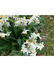 White Lion (Kokulu-Katmerli) Nergis Soğanı-50 Adet