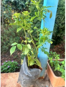 Halfeti  Dünyadaki Tek Yeşil Gül...şans Gülü... 