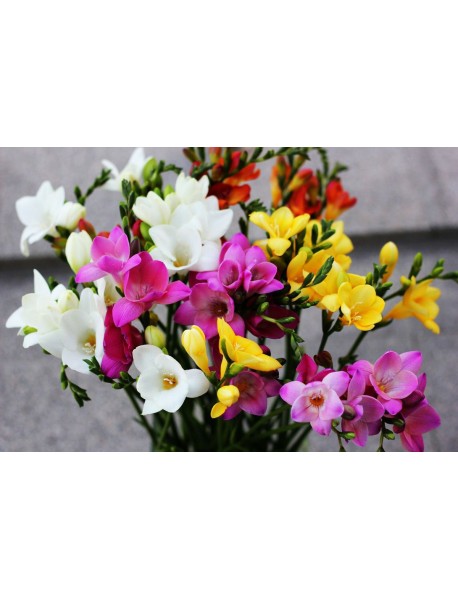 20 Adet Karışık Renk Frezya Çiçeği Soğanı Katmerli Mis Kokulu ÜCRETSİZ KARGO