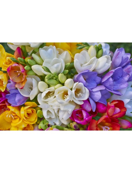 20 Adet Karışık Renk Frezya Çiçeği Soğanı Katmerli Mis Kokulu ÜCRETSİZ KARGO