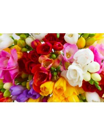 20 Adet Karışık Renk Frezya Çiçeği Soğanı Mis Kokulu Katmerli ÜCRETSİZ KARGO