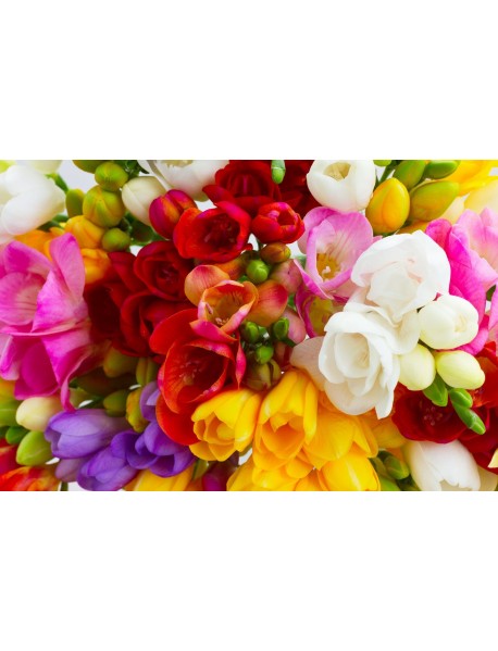 20 Adet Karışık Renk Frezya Çiçeği Soğanı Mis Kokulu Katmerli ÜCRETSİZ KARGO