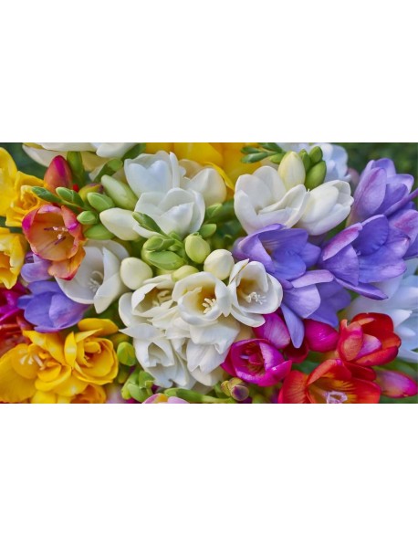 20 Adet Karışık Renk Frezya Çiçeği Soğanı Mis Kokulu Katmerli ÜCRETSİZ KARGO 20 Adet Karışık Renk Frezya Çiçeği Soğanı Mis Kokulu Katmerli ÜCRETSİZ KARGO