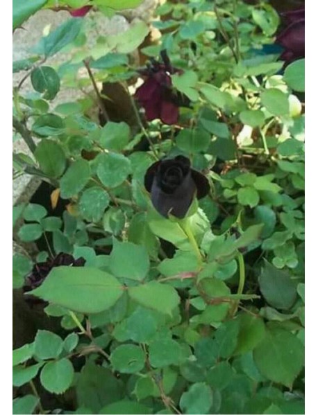 ROSA SPP.   (Kokulu Siyah Renkli Gül)  FİDANI