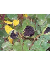 ROSA SPP.   (Kokulu Siyah Renkli Gül)  FİDANI