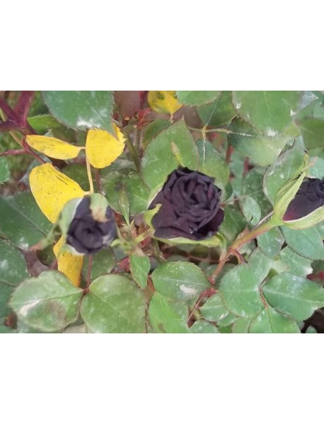 ROSA SPP.   (Kokulu Siyah Renkli Gül)  FİDANI