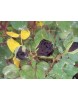 ROSA SPP.   (Kokulu Siyah Renkli Gül)  FİDANI