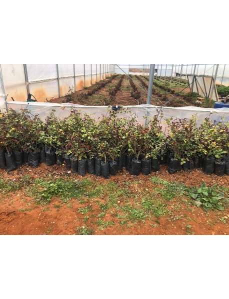 ROSA SPP.   (Kokulu Siyah Renkli Gül)  FİDANI