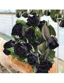ROSA SPP.   (Kokulu Siyah Renkli Gül)  FİDANI