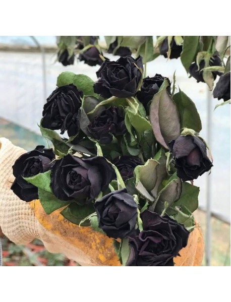 ROSA SPP.   (Kokulu Siyah Renkli Gül)  FİDANI