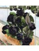 ROSA SPP.   (Kokulu Siyah Renkli Gül)  FİDANI