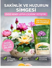   10 Adet Tohum Lotus Çiçeği Karışık  Kase Lotus Çiçek Yaz Çiçeği Lotus Tohumu ÜCRETSİZ KARGO 