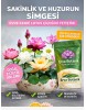   10 Adet Tohum Lotus Çiçeği Karışık  Kase Lotus Çiçek Yaz Çiçeği Lotus Tohumu ÜCRETSİZ KARGO 