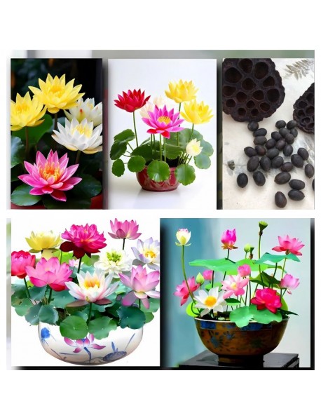 5 Adet Tohum Nadir Karışık Uzak Doğu Kutsal Karışık Lotus Çiçeği Tohumu Stokla Sınırlı Tohum 5 Adet Tohum Nadir Karışık Uzak Doğu Kutsal Karışık Lotus Çiçeği Tohumu Stokla Sınırlı Tohum