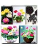  5 Adet Tohum Nadir Karışık Uzak Doğu Kutsal Karışık Lotus Çiçeği Tohumu Stokla Sınırlı Tohum