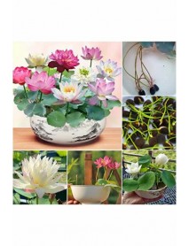15 Adet Karışık Lotus (Nilüfer) Çiçeği Tohumu Japon Su Zambağı Çimlendirme Zımparası  ÜCRETSİZ KARGO!!!