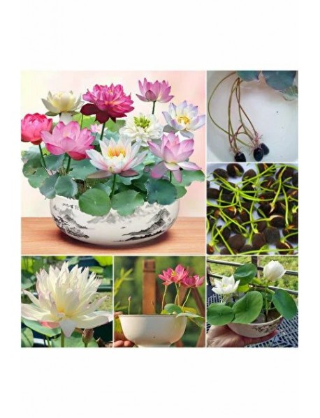 15 Adet Tohum Katmerli Karışık Renkli Nilüfer Su Çiçeği Lotusa Lotus Tohumu ÜCRETSİZ KARGO