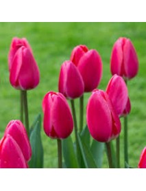 10 Adet Lale Soğanı Pembe  Renk 