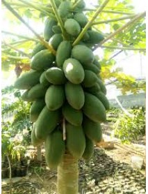 Papaya Ağaç Kavun Fidanı 5 Adet