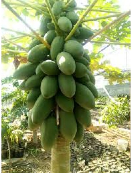 Papaya Ağaç Kavun Fidanı 5 Adet