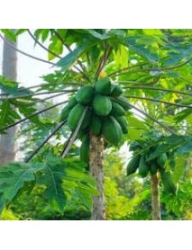 Papaya Meyvesi Fidanı