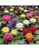 7 Adet Karışık Lotus Tohumu Nilüfer Çiçeği Tohumu ÜCRETSİZ KARGO