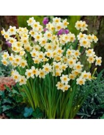 100 Adet Nergis Soğanı (Yoğun Kokulu) – Narcisus  