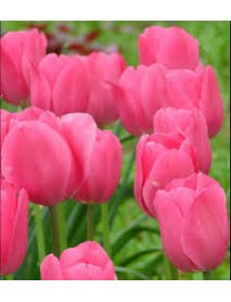 10 Adet Lale Soğanı Pembe  Renk 